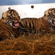 Illustration for article titled Adorable Baby Tigers Will Have Swim Test on Wednesday you can watch them on Tigercam now